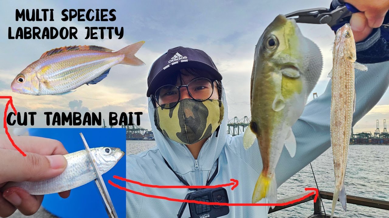 Catch a variety of fishes using CUT TAMBAN BAIT (free bait fished from jetty) #fishinginsingapore