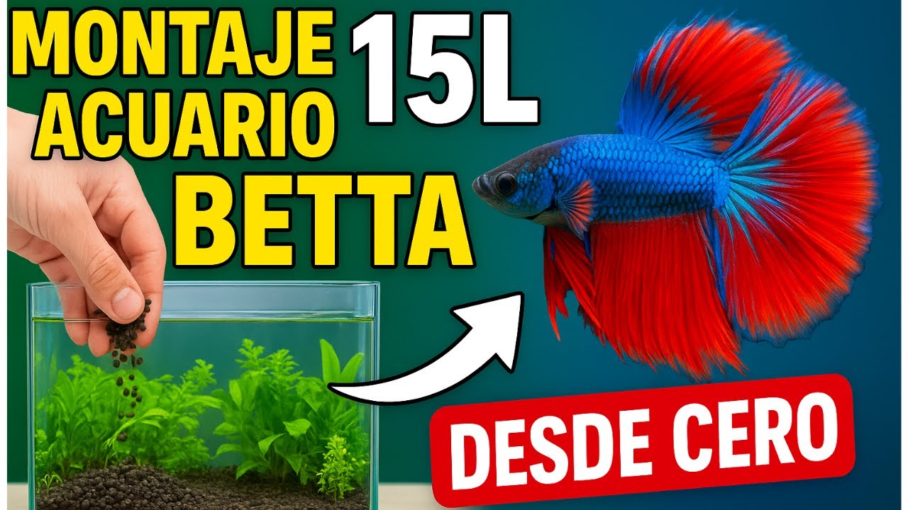 🤔Cómo montar un Acuario Plantado para pez Betta | Guía Principiantes desde Cero