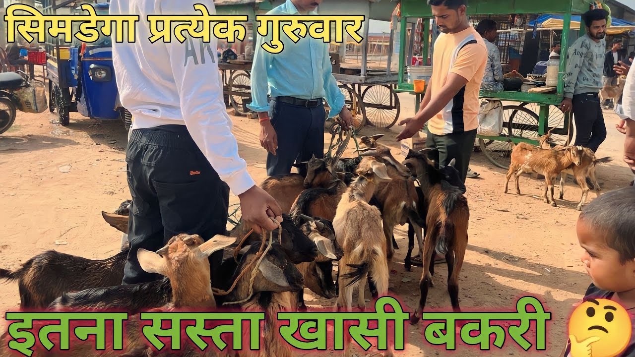 Bakri bajar simdega || इतना सस्ता ख़ासी बकरी आपको कही नहीं मिलेगा 🤔simdega Jharkhand