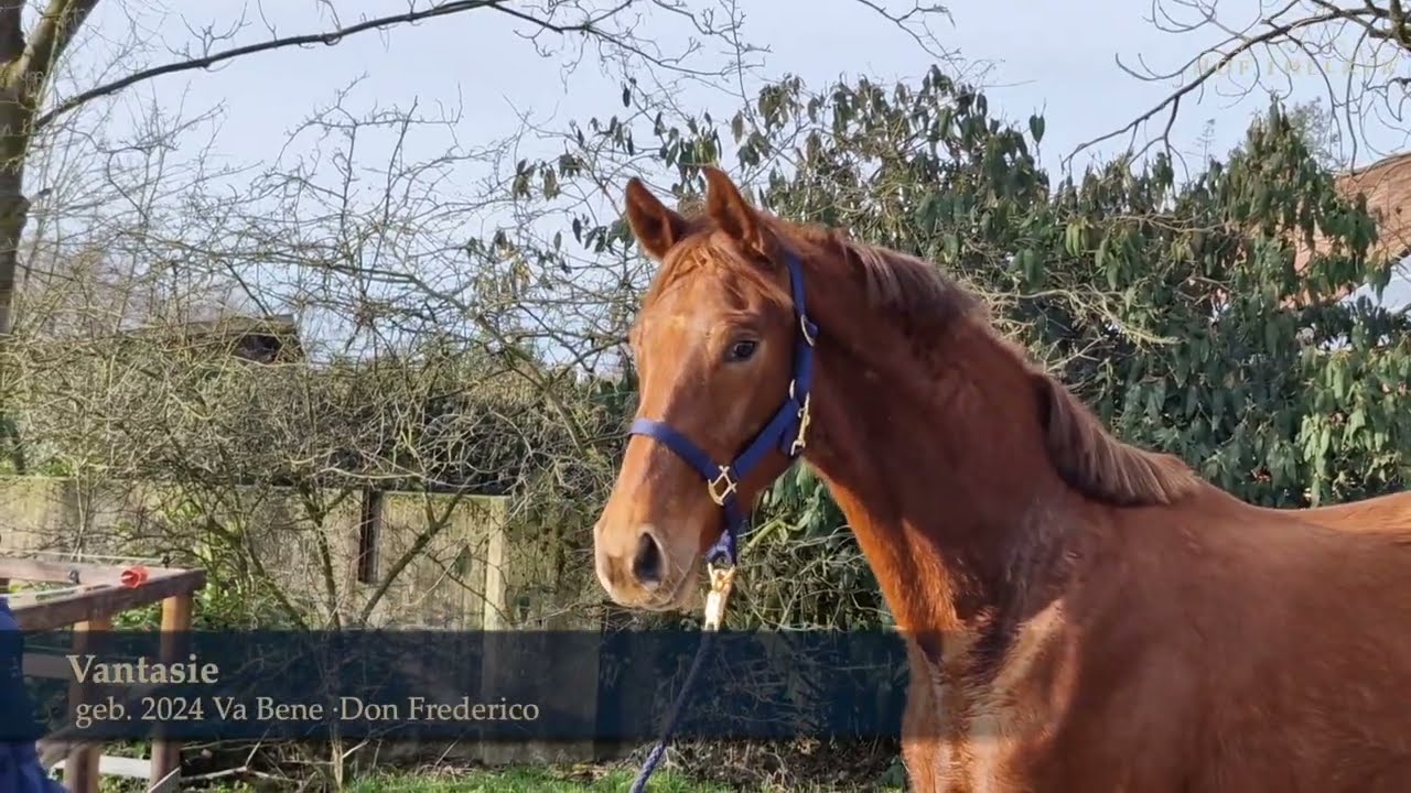 Vantasie v. Va Bene - Don Frederico