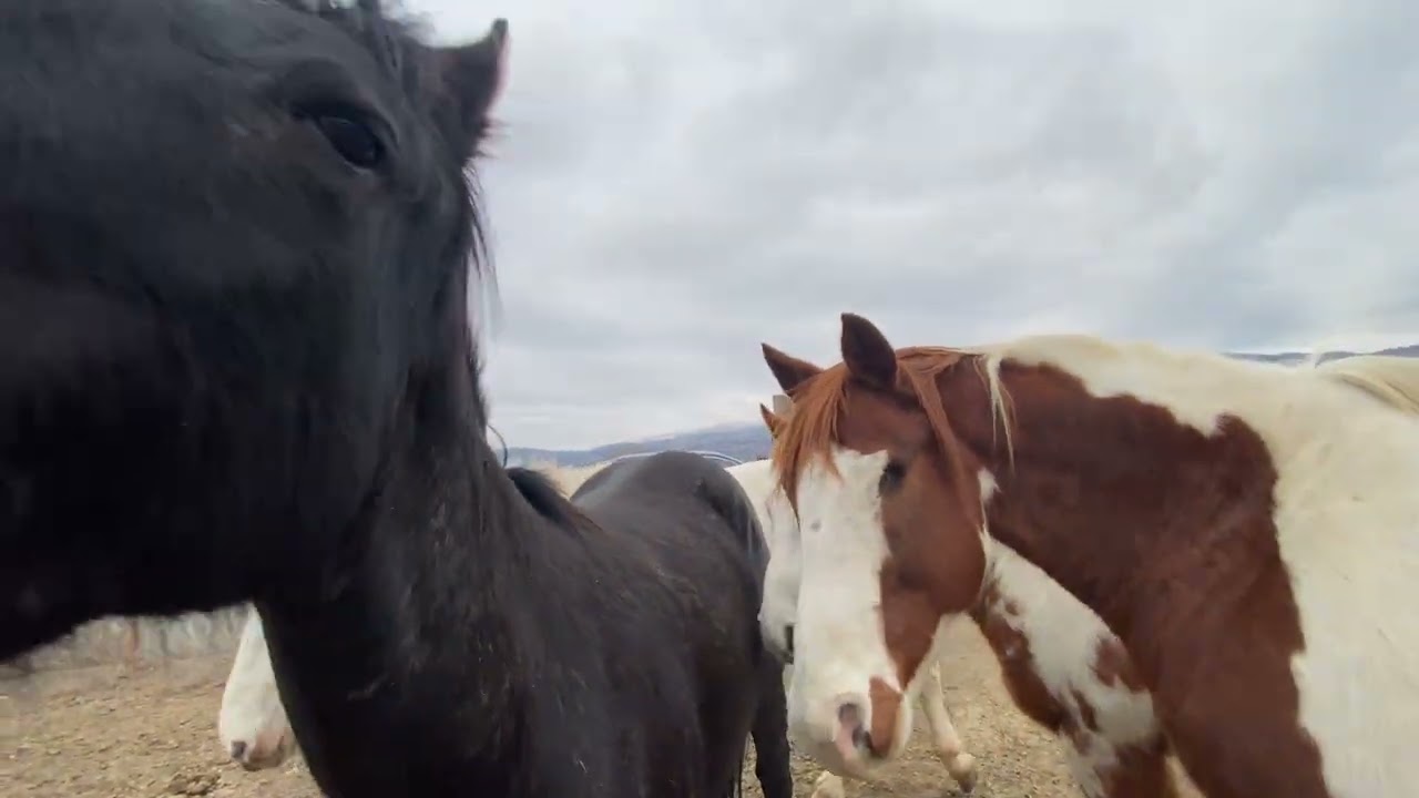 New horse survived the night / he just might make it in the herd 