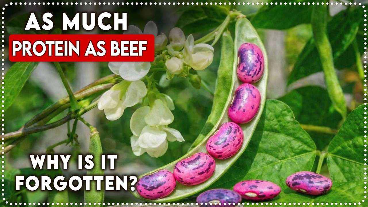 Содержит столько же белка, сколько говядина, и превосходит зеленую фасоль. Ежегодно отрастает. По...