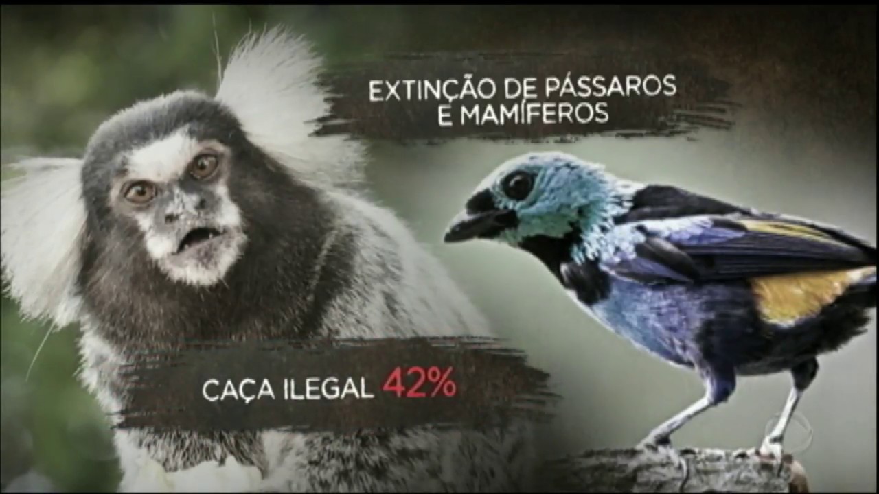 Traficantes usam a internet para comercializar animais