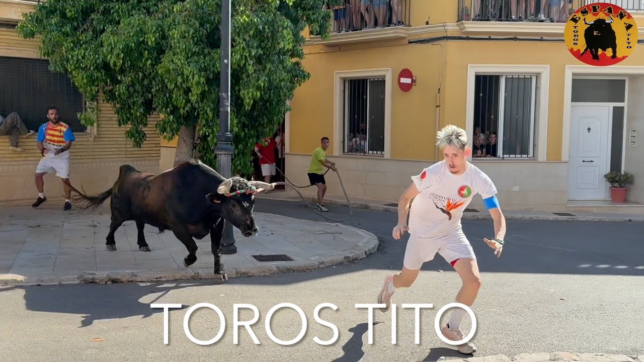 Toros en cuerda de Cheste, David Alfaro 26/07/25