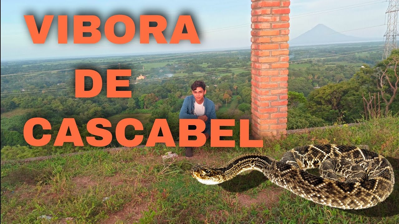 Serpiente Cascabel ( Crotalos simus ) 🐍