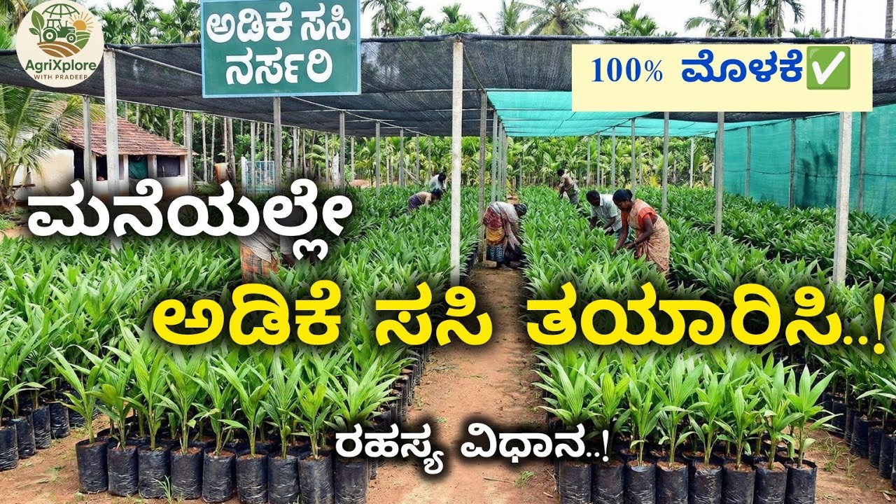 ಮನೆಯಲ್ಲೇ ಅಡಿಕೆ ಸಸಿ ತಯಾರಿಸುವ ಸುಲಭ ವಿಧಾನ 🌴|ತಪ್ಪದೇ ನೋಡಿ | Complete Arecanut Nursery Guide in Kannada