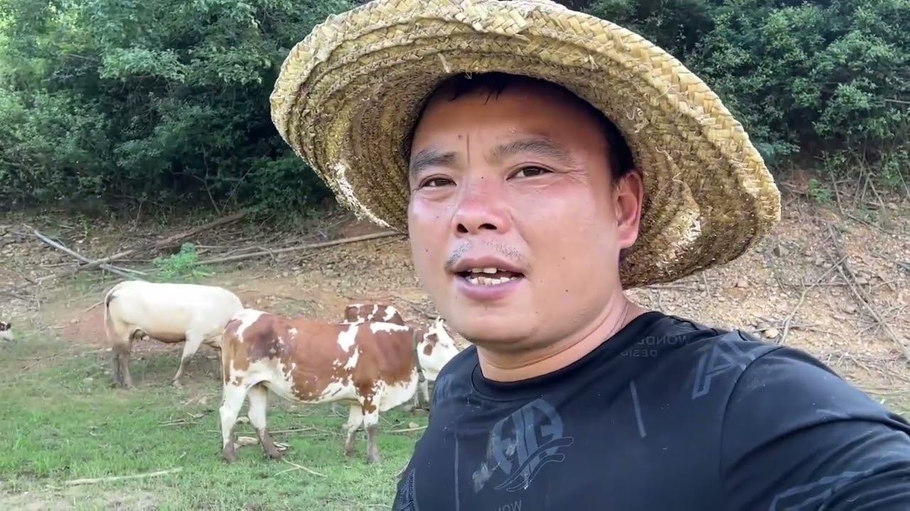 一头牛又是白养一年，准备挑四头牛淘汰，看这四头牛能卖多少钱？