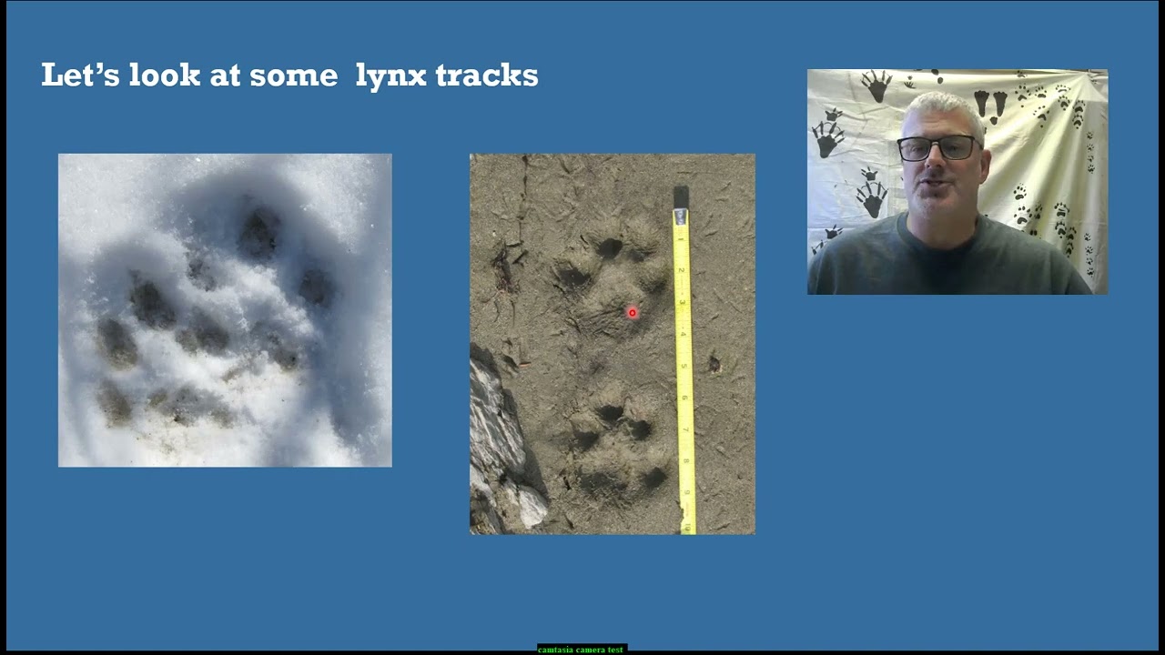 Differentiating between lynx and  mountain lion tracks