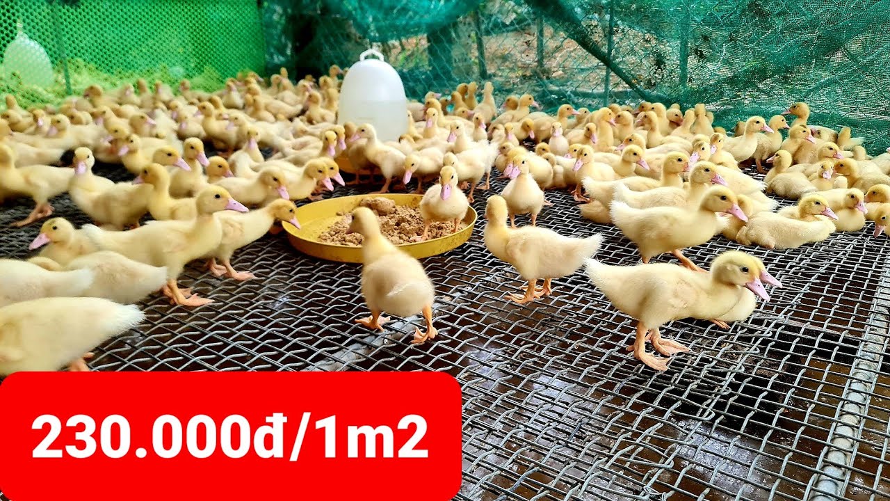 Bóc phốt 7 nhược điểm của sàn thép nuôi vịt