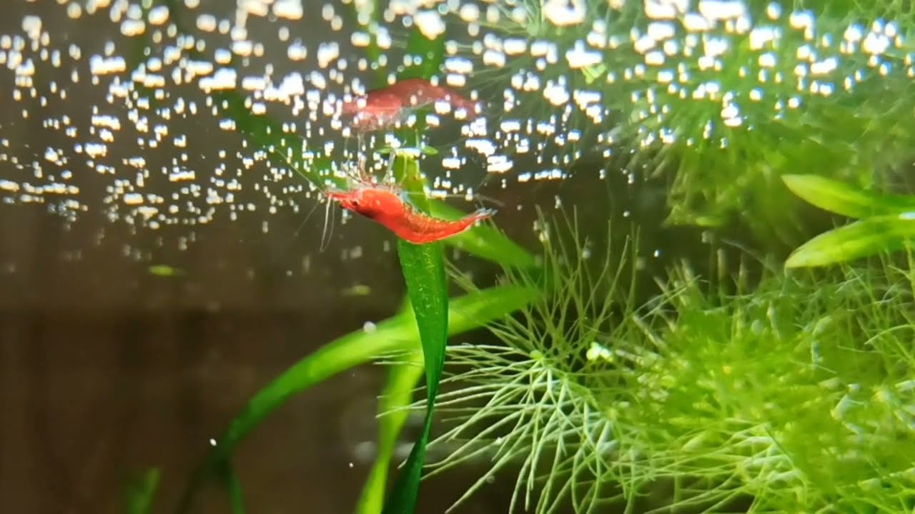Мой аквариум 30 л/Креветки и Галактика/Cherry shrimps and Galaxy microrasbora in a 30 l tank