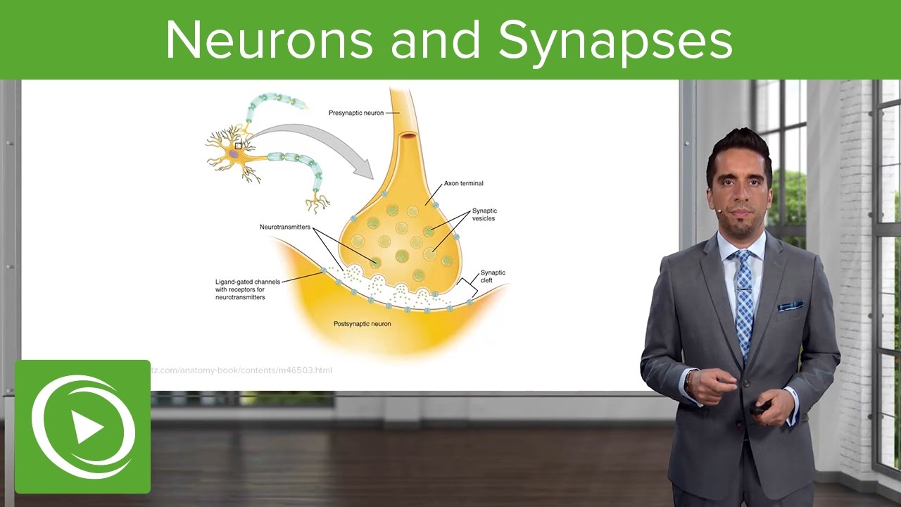Nervous System: Neurons and Synapses – Psychology & Sociology | Lecturio