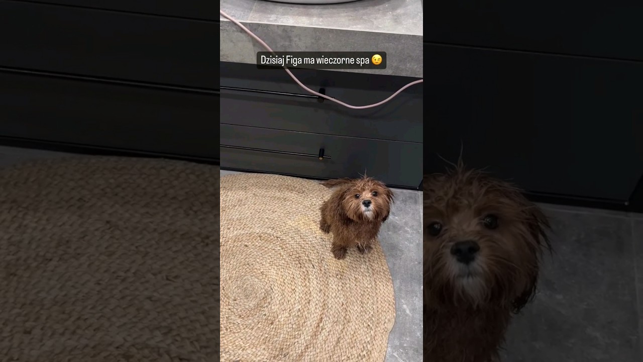 Ania Bardowska,  Figa w domowym spa 🐶😍 #aniabardowska