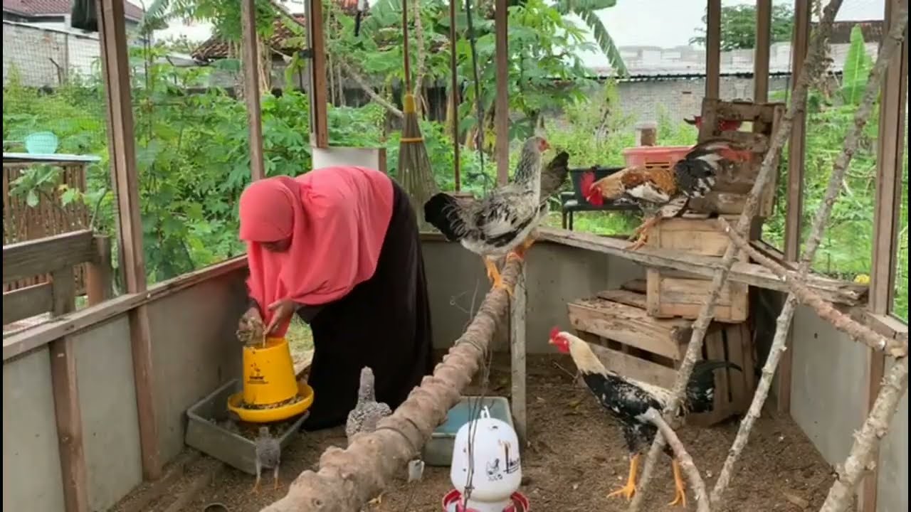Ternak ayam sekaligus berkebun di belakang rumah hasilnya memuaskan bisa di nikmati keluarga 