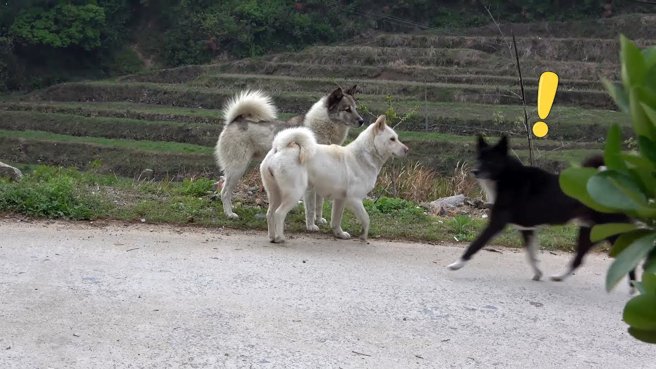 中华田园犬小白相亲帅气花狗，一见钟情心花怒发，突然杀出第三者