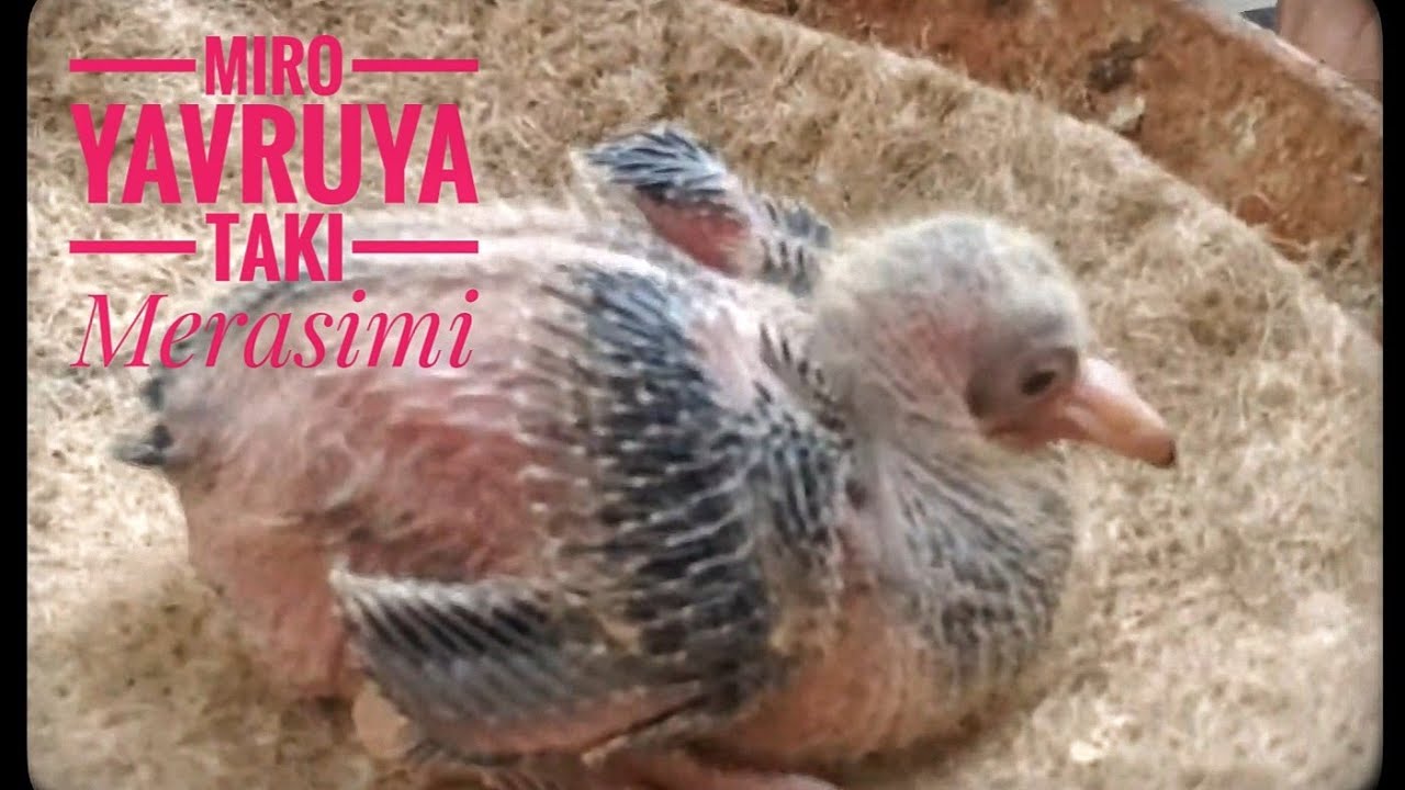 GÜVERCİN Bileziği nasıl takılır? Nezaman takılmalı? Irkına göre 5 ve 8.inci günü arası takılmalıdır