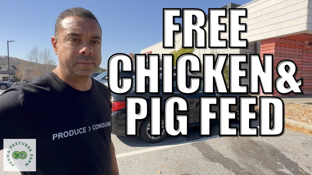 Waste to Wealth: How We Feed Pigs and Chickens for Free!