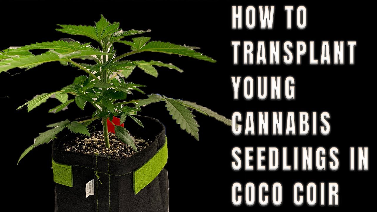 Growing with You | Week 3 | How to Transplant young cannabis seedlings in coco coir