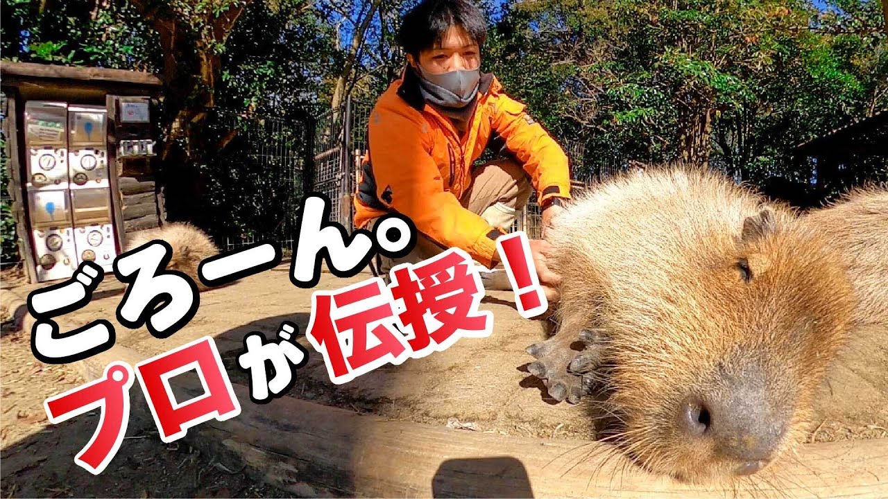 カピバラさんをごろーんさせてみたい人は見てください How to interact with capybara