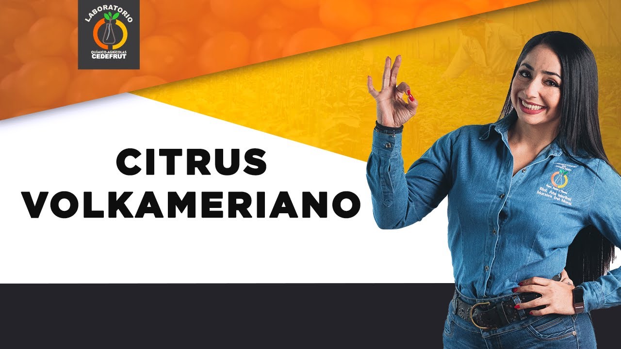 Citrus Volkameriano