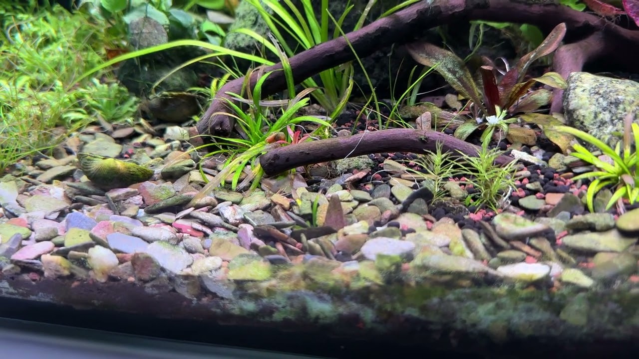After a year. #aquascape 