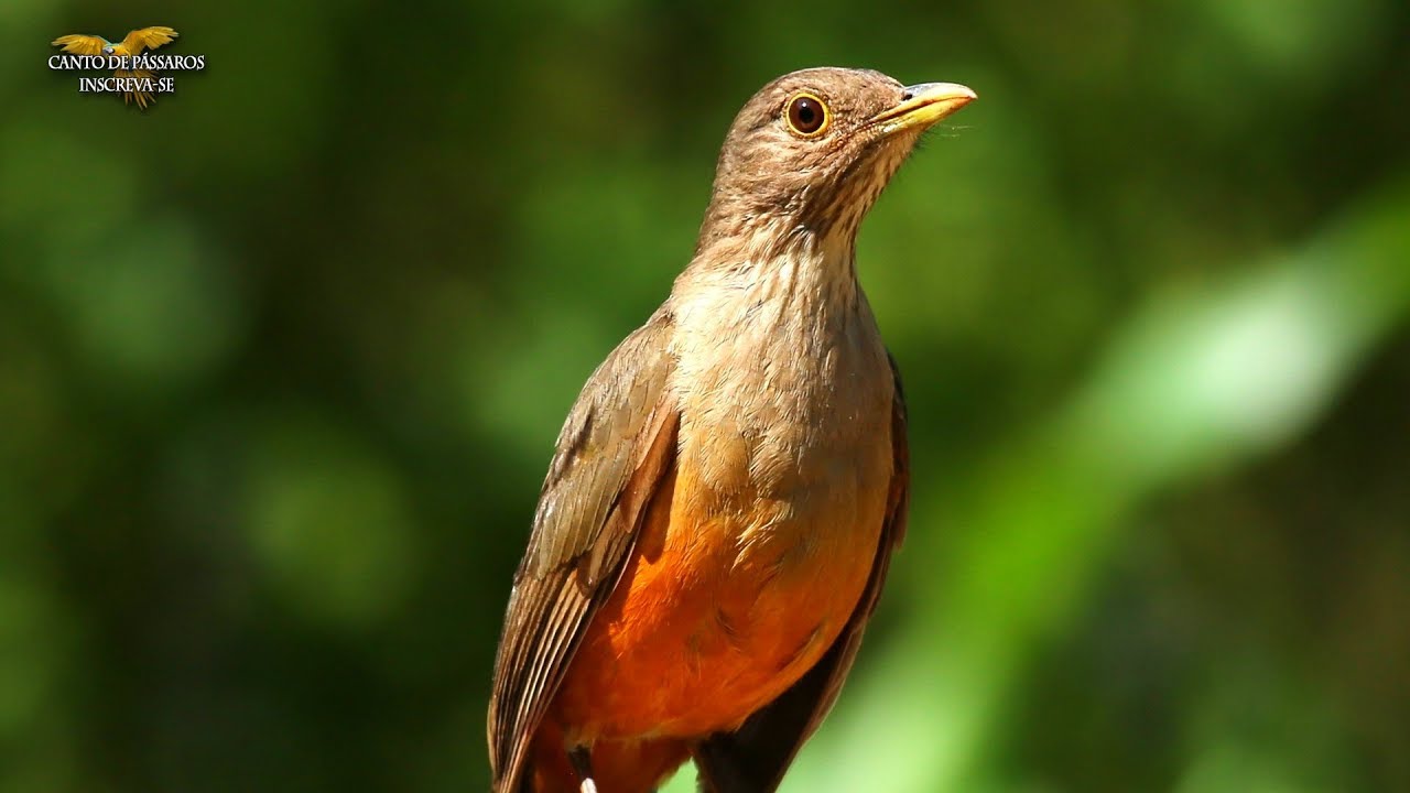 O MARAVILHOSO CANTO DA SABIÁ LARANJEIRA (Turdus rufiventris)