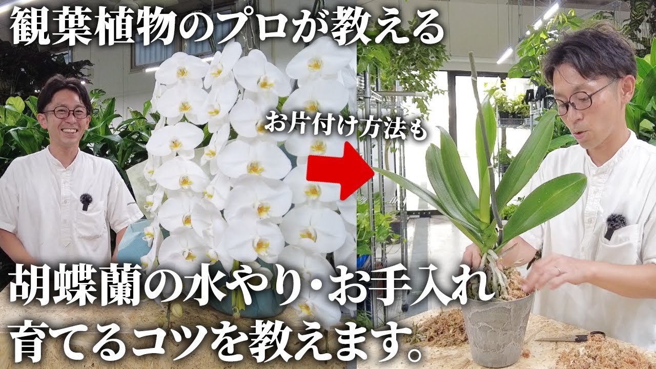 【観葉植物のプロが教える】胡蝶蘭のお手入れ方法や水やりについて解説します！お片付け方法も  #ユニバーサル園芸社