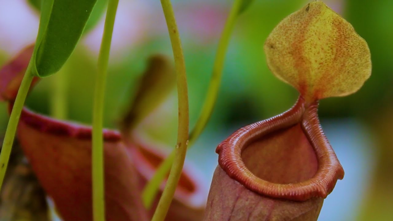 Pitcher Plants - How to Water, Prune, and Maintain