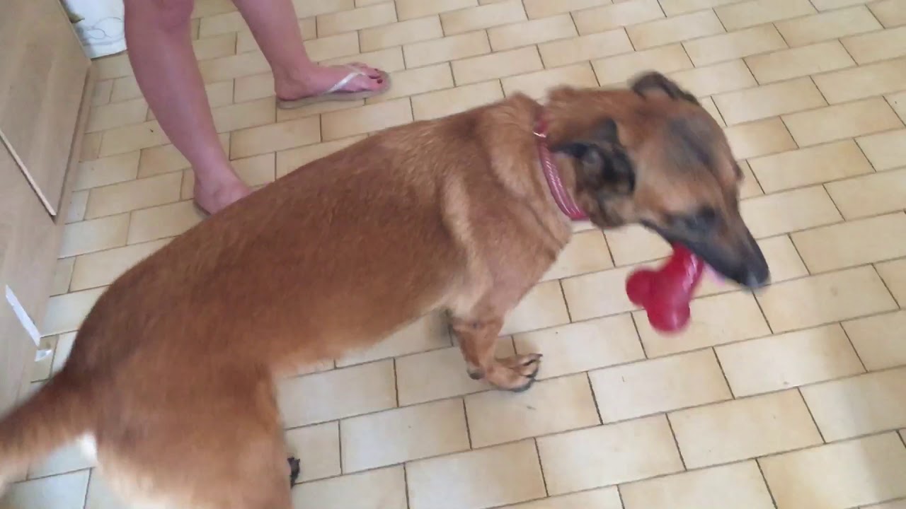 Naika chienne déclarée hyperactive 🤔🤔🤔 PART 1