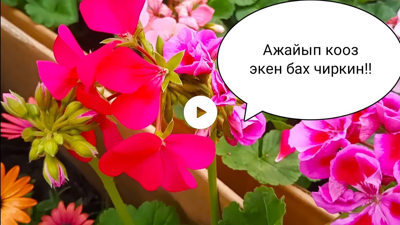 Ош , Кара-Суу, Араванды камсыз кылган кооз гүлдөр!