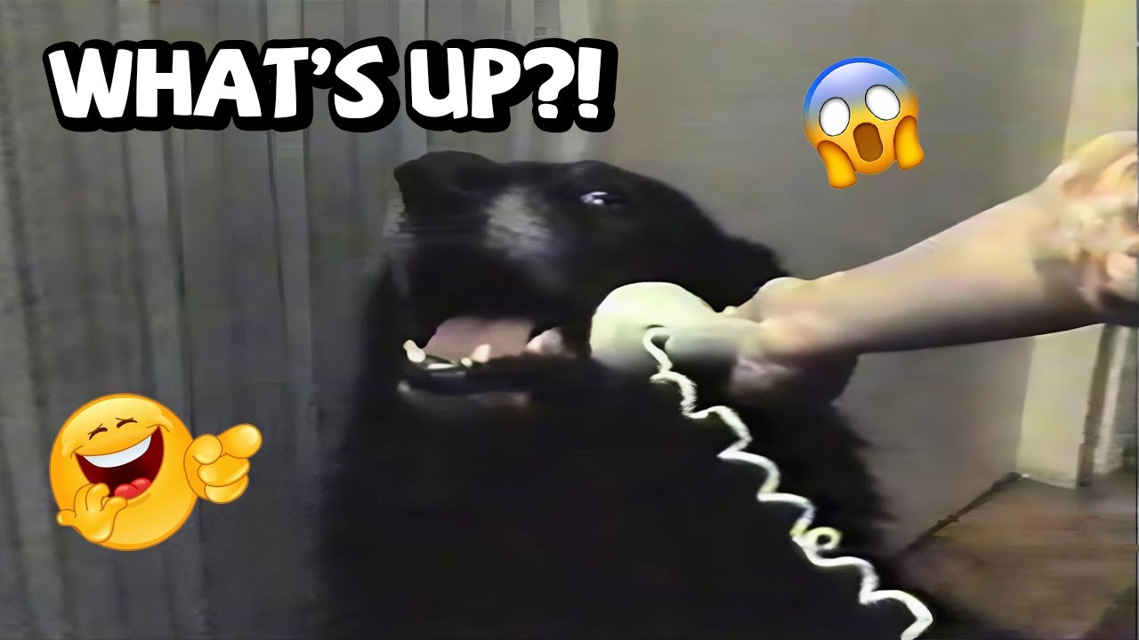 THE FUNNIEST DOG MOMENTS 😂 – BEST CUTE & FUNNY DOG COMPILATION YOU MUST WATCH #26