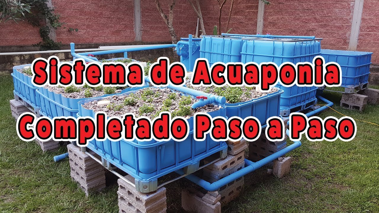 Sistema de Acuaponia Completado Paso a Paso (de principio a fin)