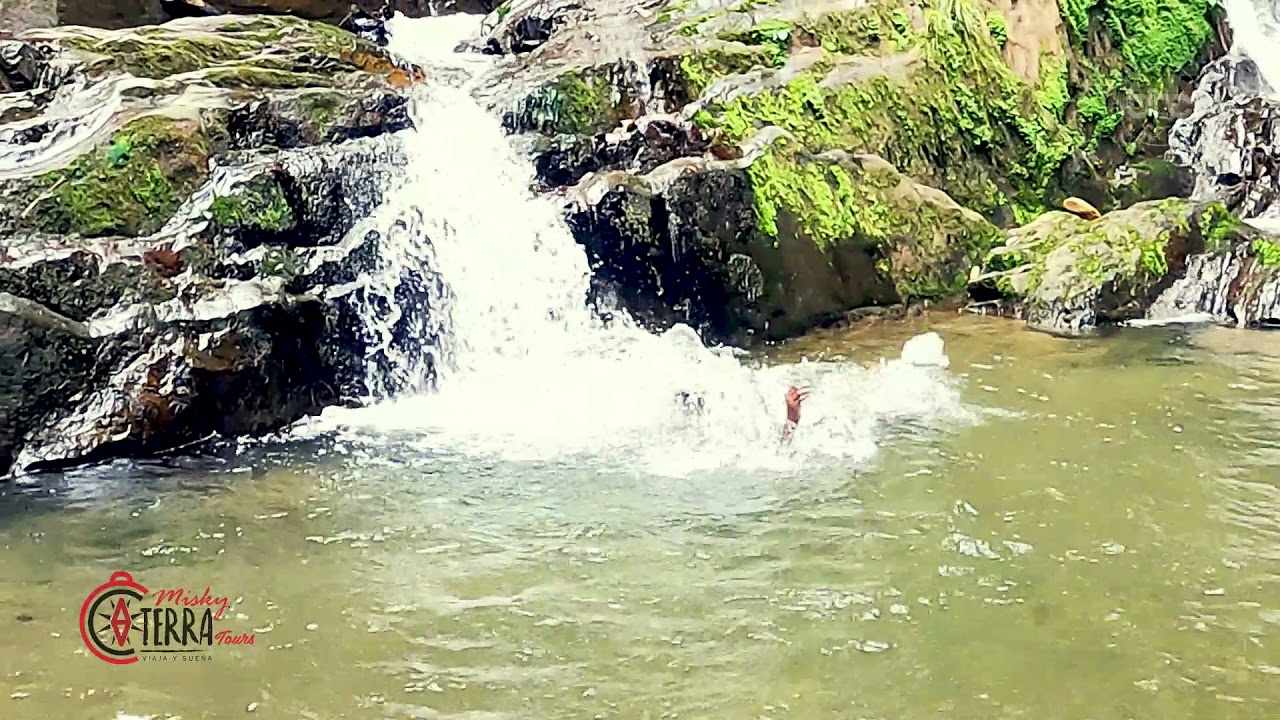 GALLITO DE LA ROCA CARANAVI