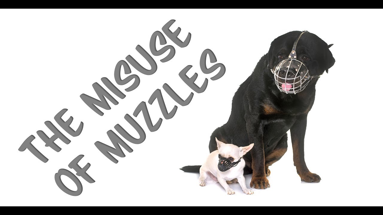 The misuse of muzzles in dog training