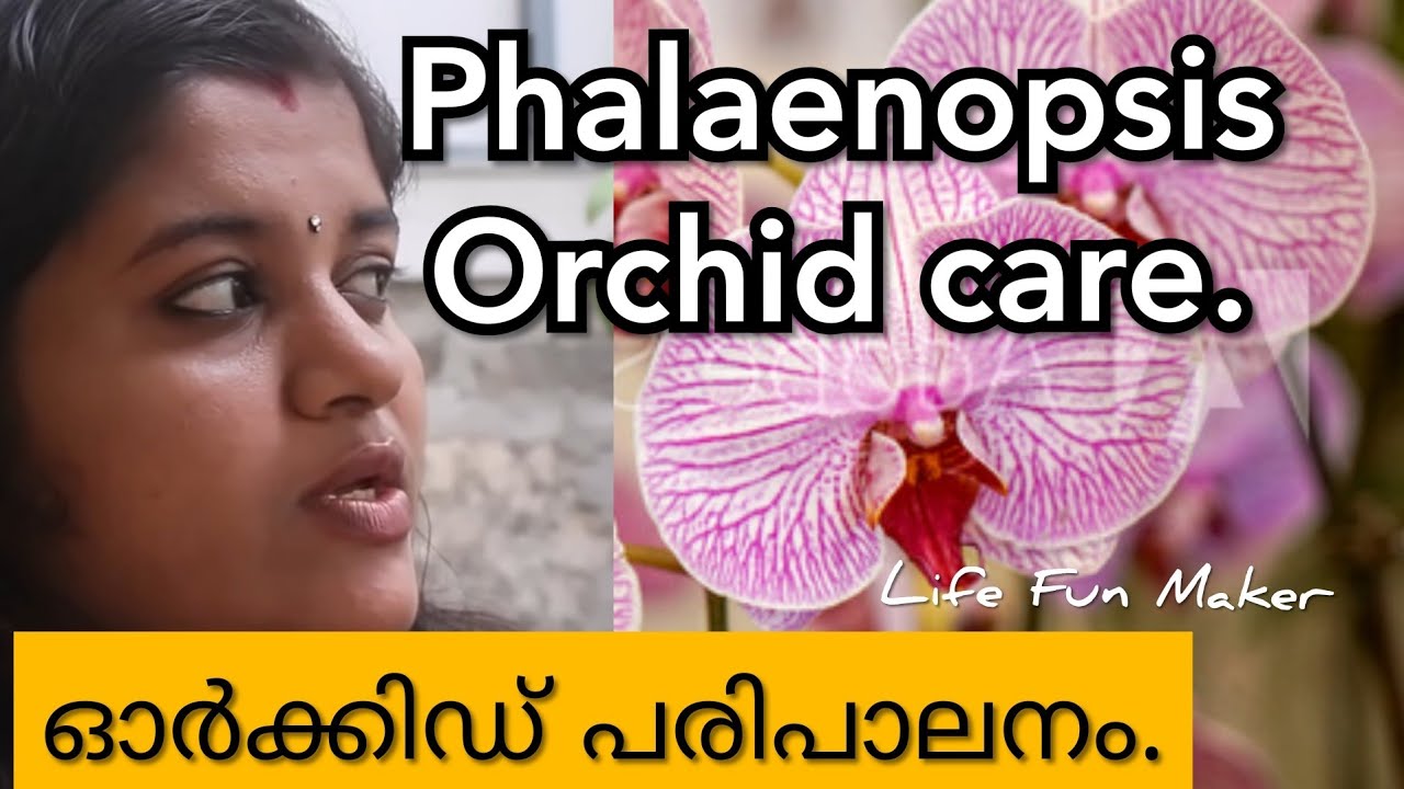 Phalaenopsis Orchid Care ! How To Care For The Beautiful Phalaenopsis Orchid !