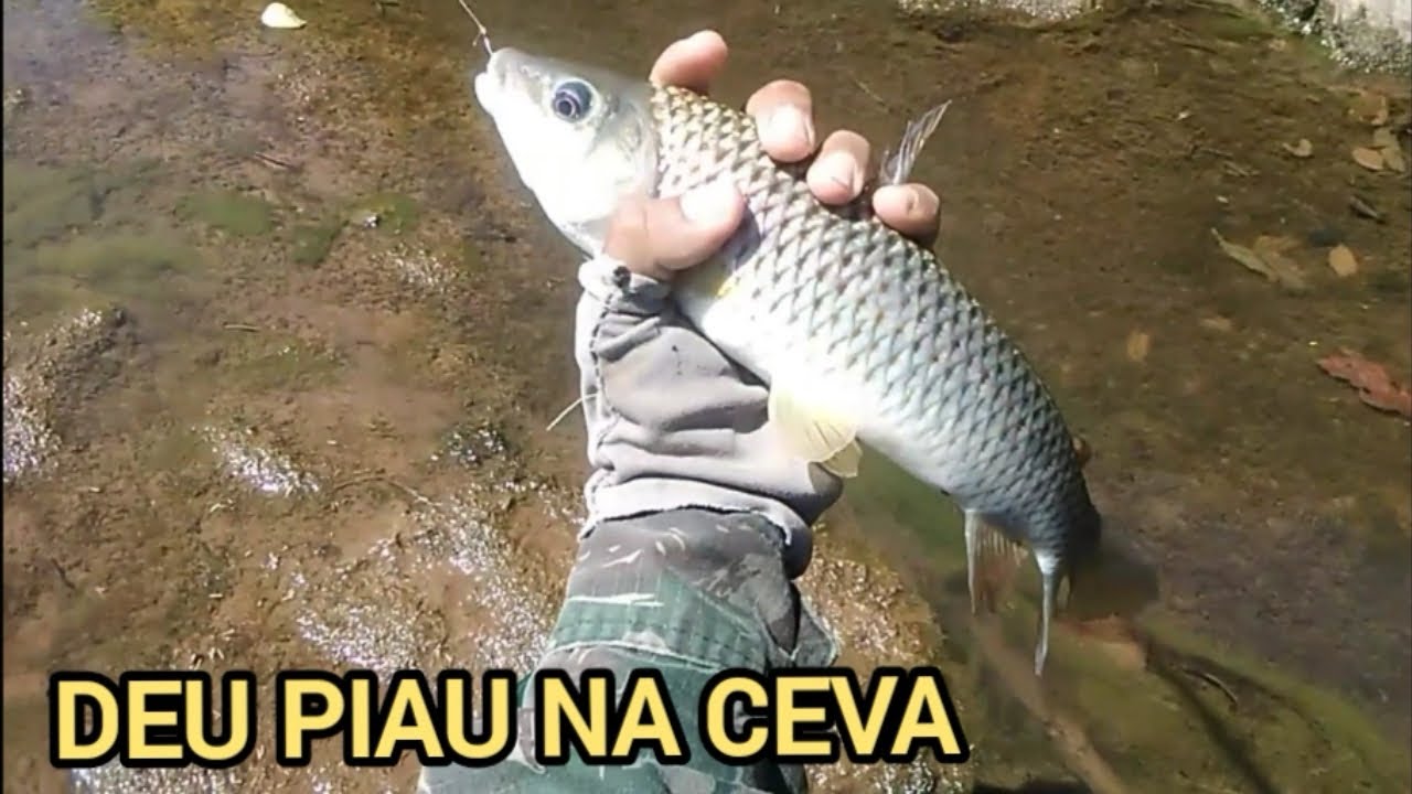 Quando a vara nova mostra trabalho, cevei e peguei piaus brutos.pescaria!