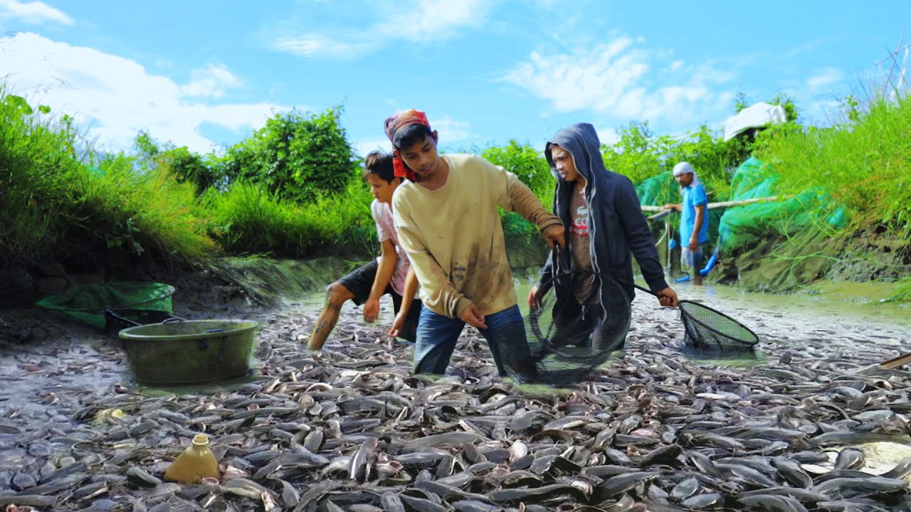 Amazing Magur Catfish Harvest -Harvesting & Producing thousands of Catfish ( Feeding farm animals )