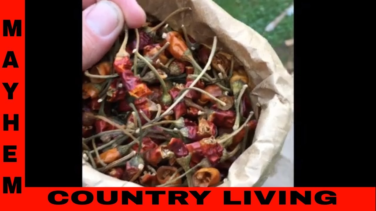 Seed saving tips