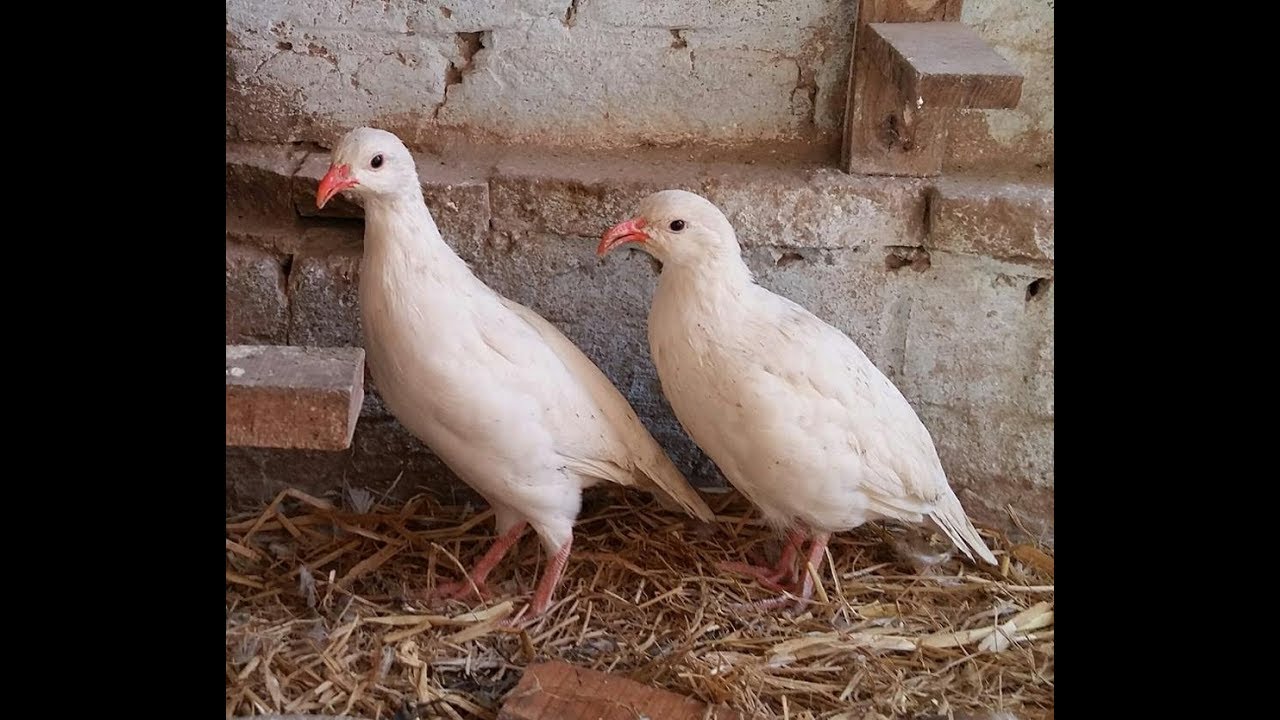 chukar | white chukar | chukar partridge | chukar sound | new chukar 2018
