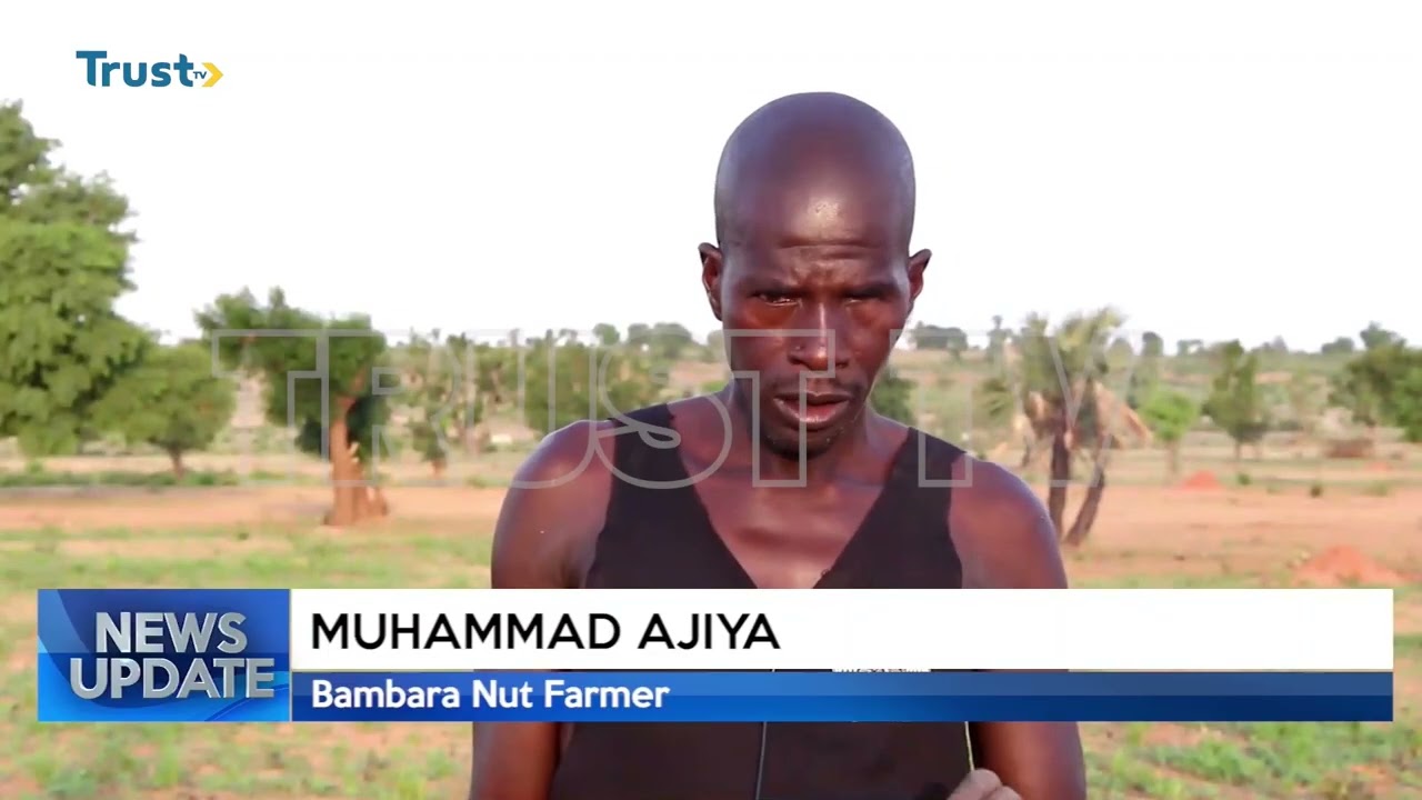 BAMBARA NUT FARMING: Gombe Farmers Call For Support To Boost Yield   | TRUST TV