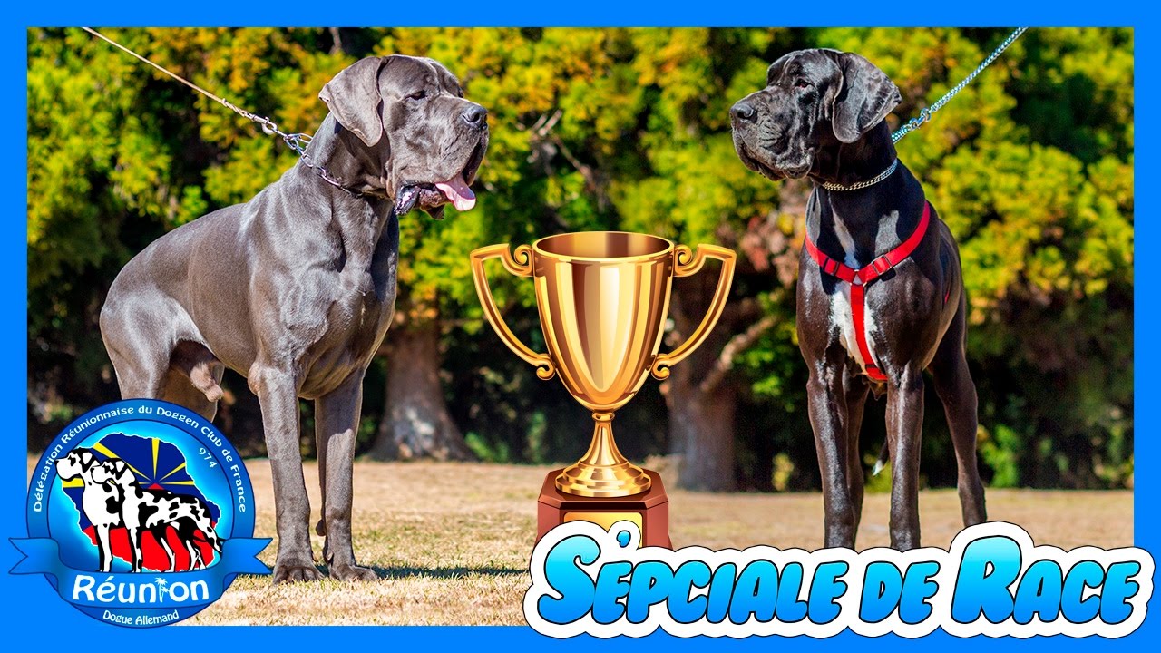DRDCF : Spéciale de Race Dogue Allemand 2017