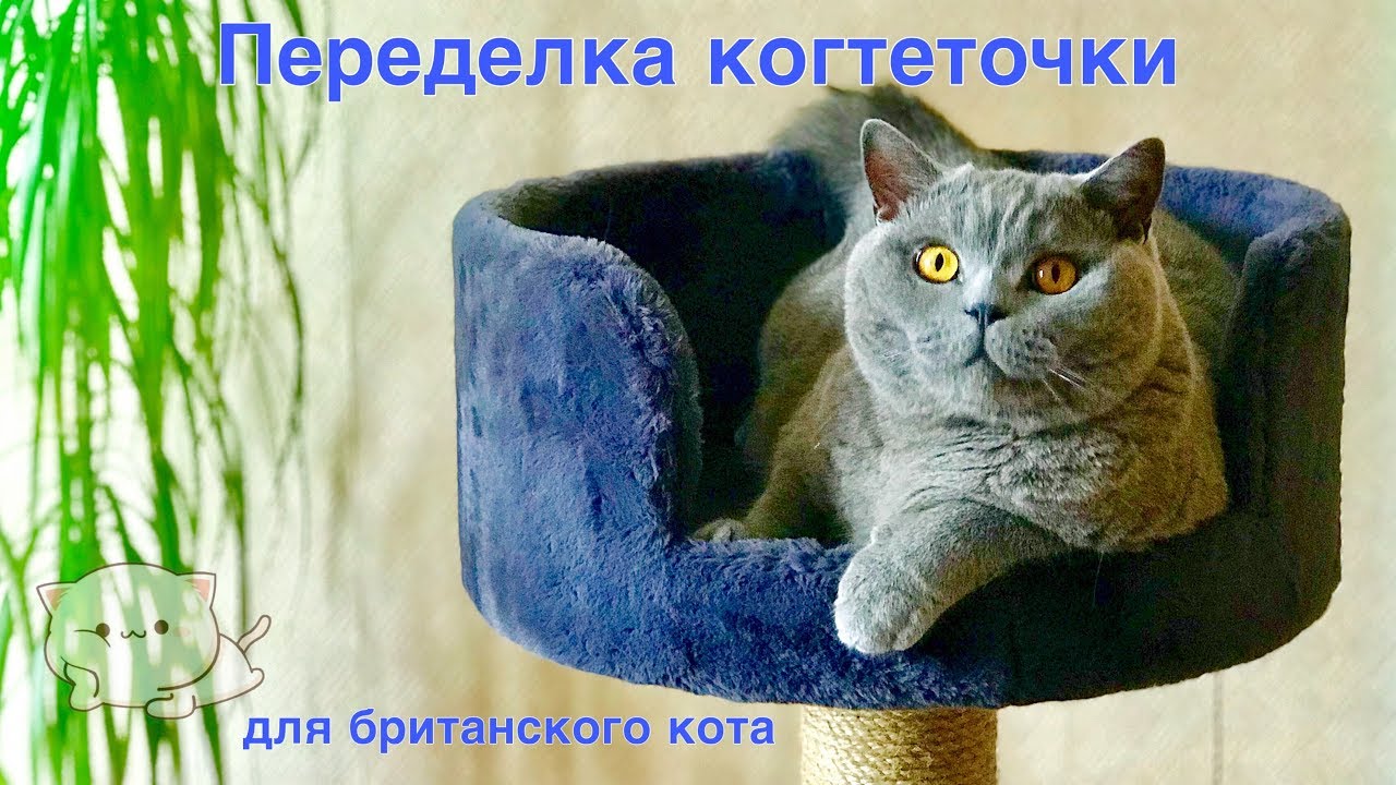 СМЕШНОЙ Гарри. Делаем  КОГТЕТОЧКУ для британского кота. / Big british cat and his hous