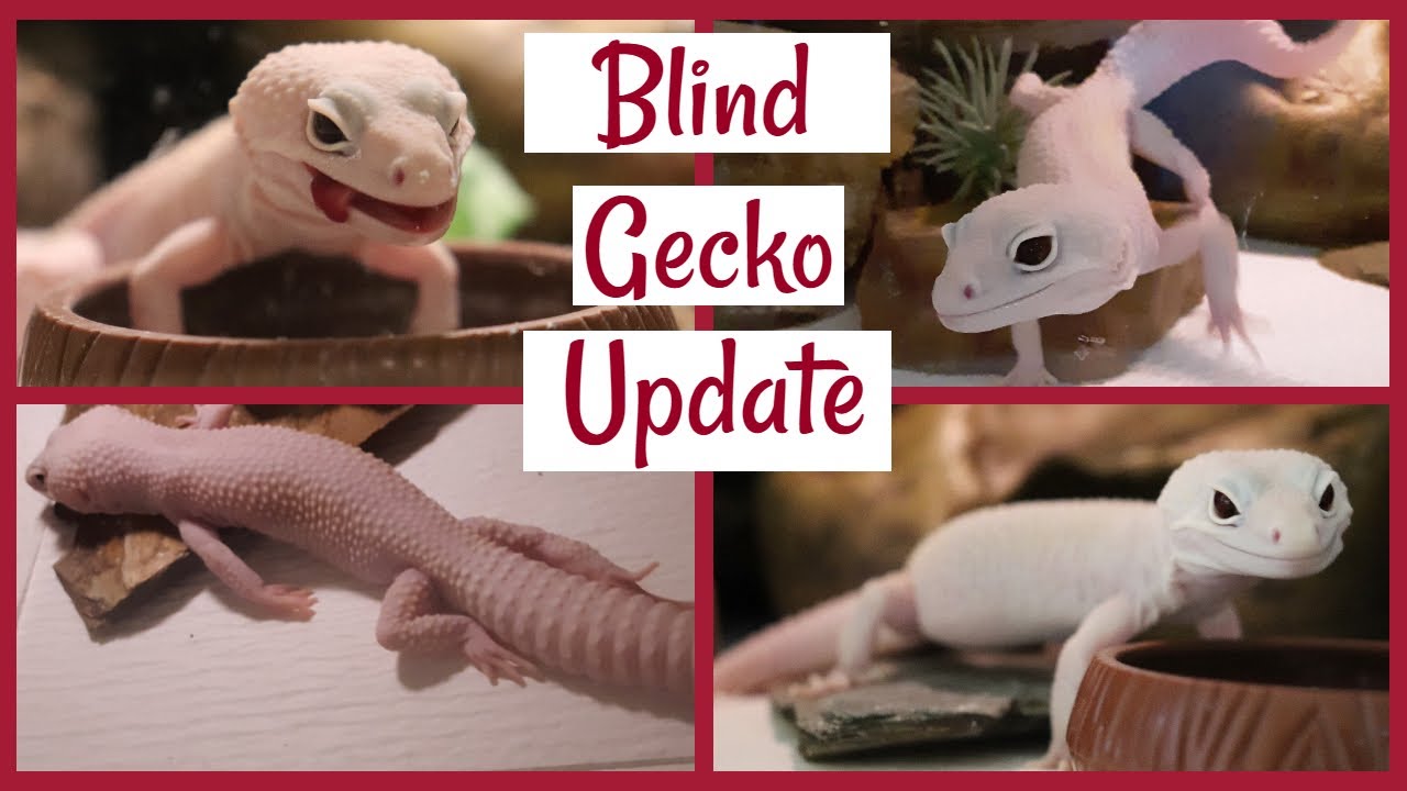 Blind Gecko Update (Douglas)