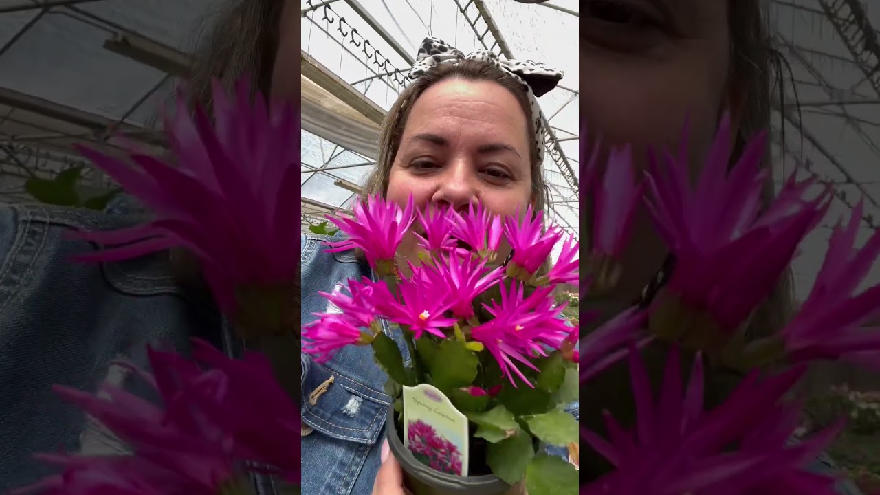 Cactus Primavera #siembracondayami #comocuidar #comocuidardeplantas
