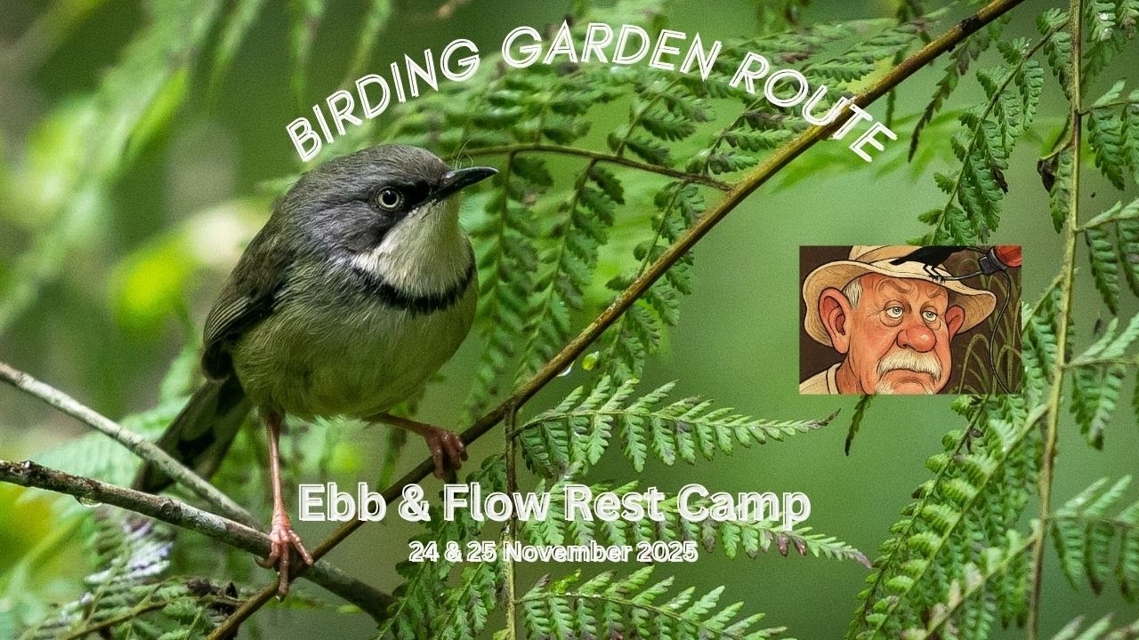 Birding Garden Route. Ebb & Flow