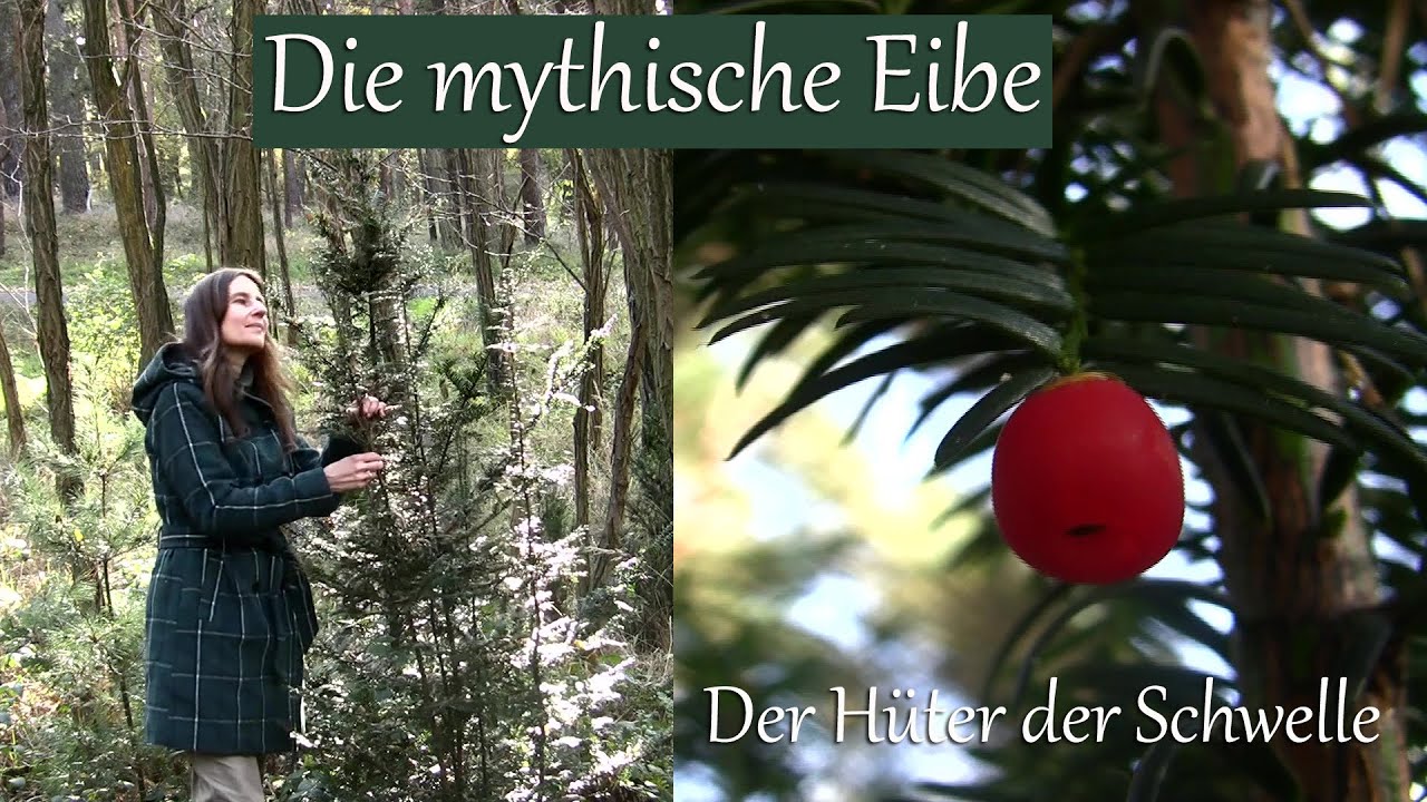 Die mythische Eibe - H&uuml;ter der Schwelle