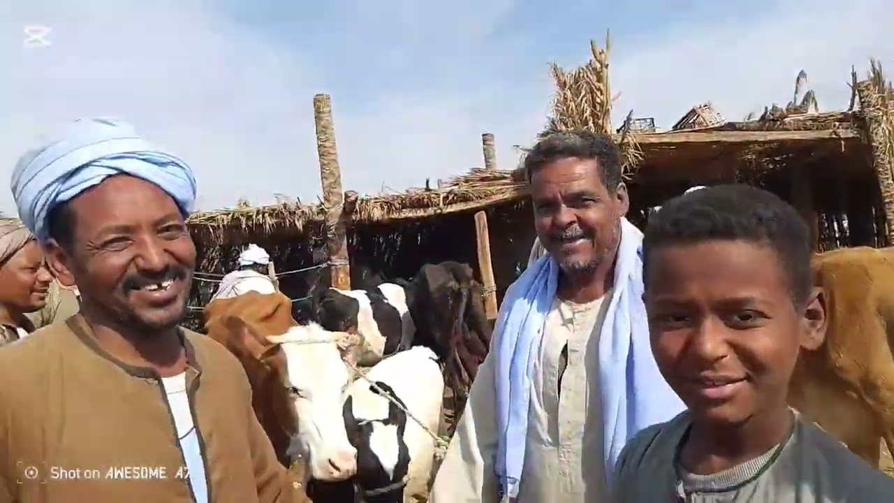 #اكسبلور اسعارالبقرالوالد داخل سوق كوم امبو ٢٢/١/٢٠٢٦