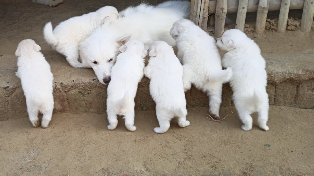 Spitz puppies growth from 1day  to  1month