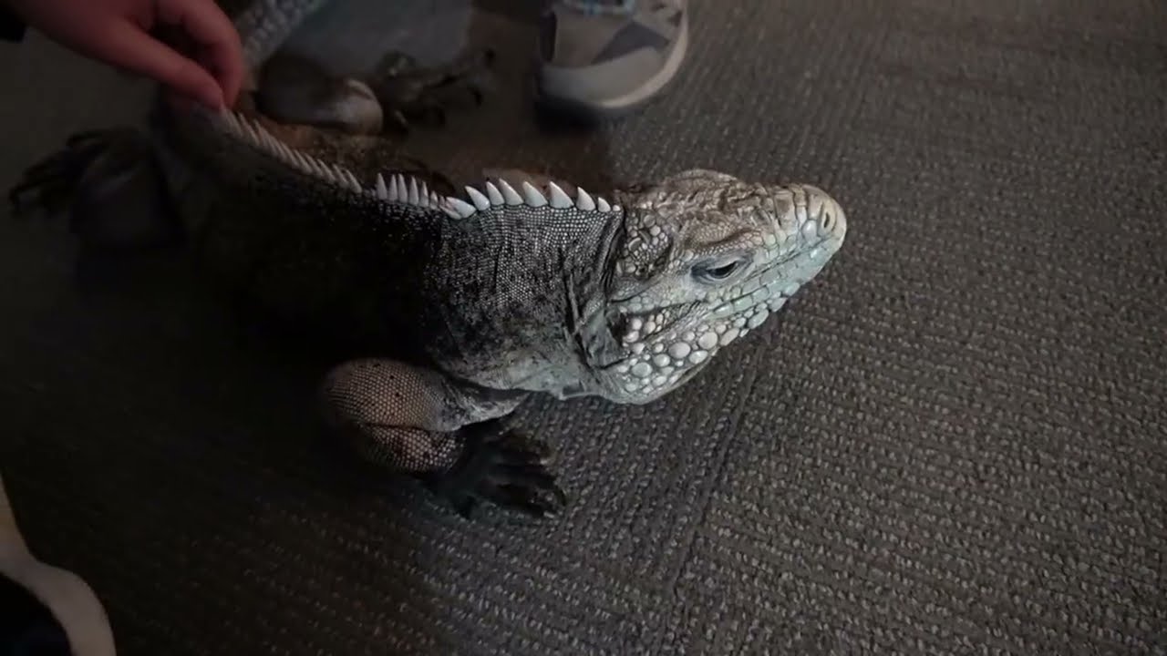 Chicago Field Museum Petting Iguana