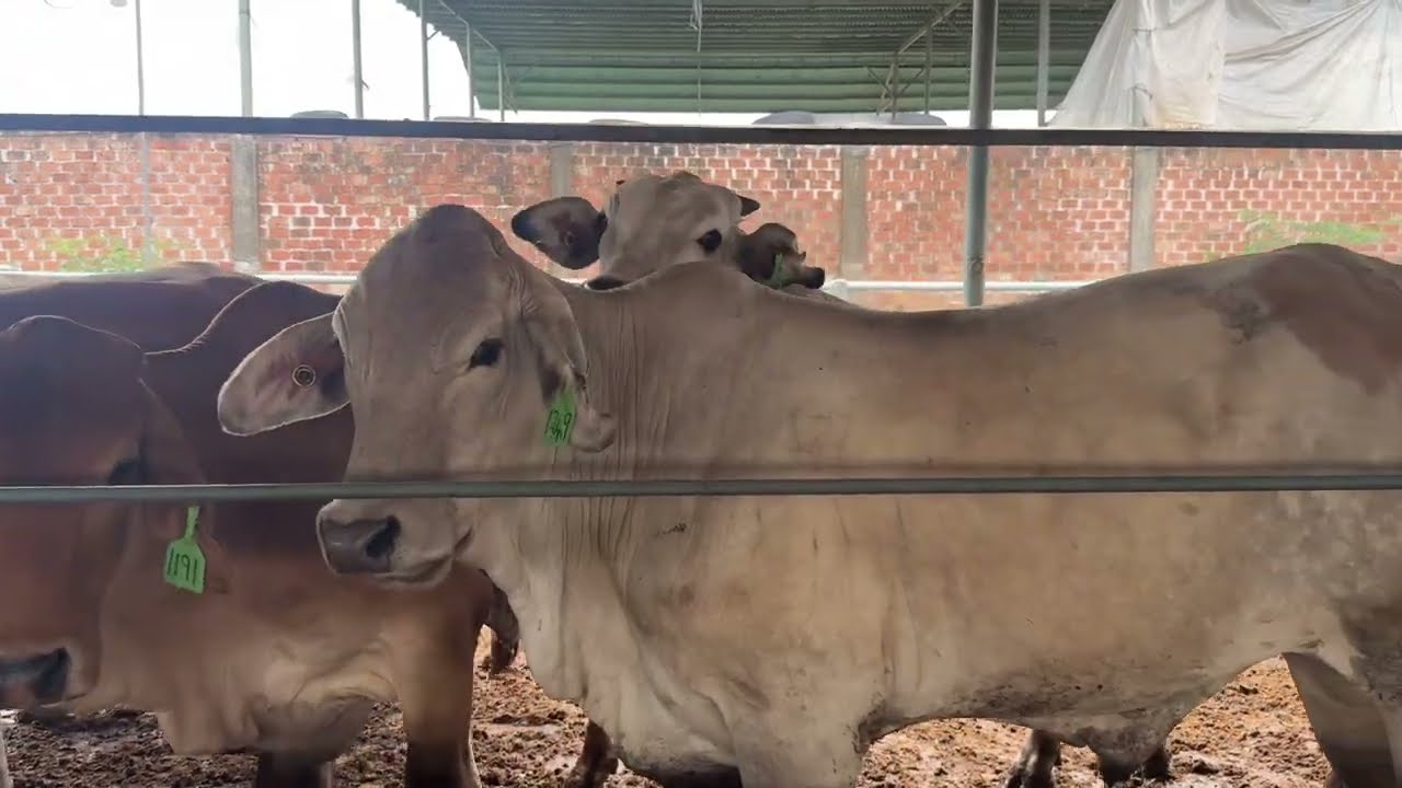 Tindakan Karantina Hewan Sapi
