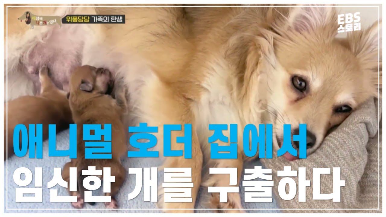 구석에서 발견하자마자 데려오고 싶었어요  | 세상에 나쁜 개는 없다 -  위풍당당 가족의 탄생